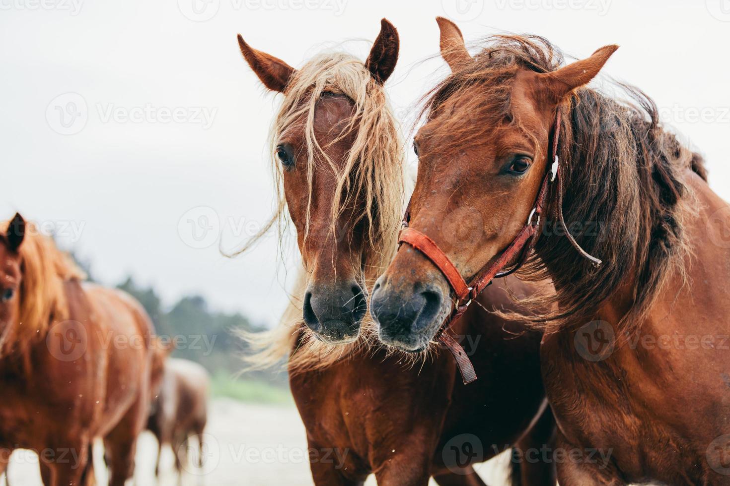 Zwei braune Pferde, die nebeneinander am Strand stehen. foto