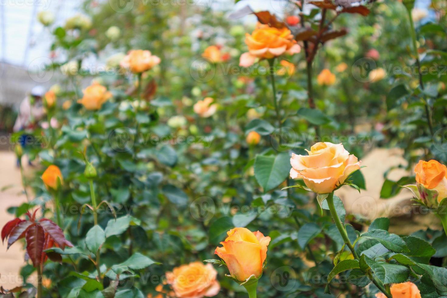 schöne frische natürliche rosen im blumengarten foto