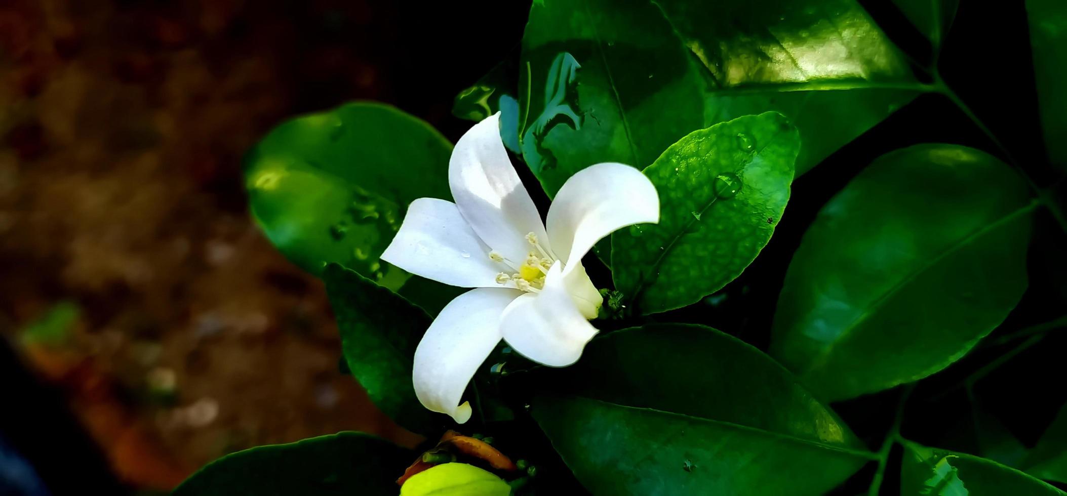 Konzentrieren Sie sich auf eine einzelne weiße Blume im Garten. foto