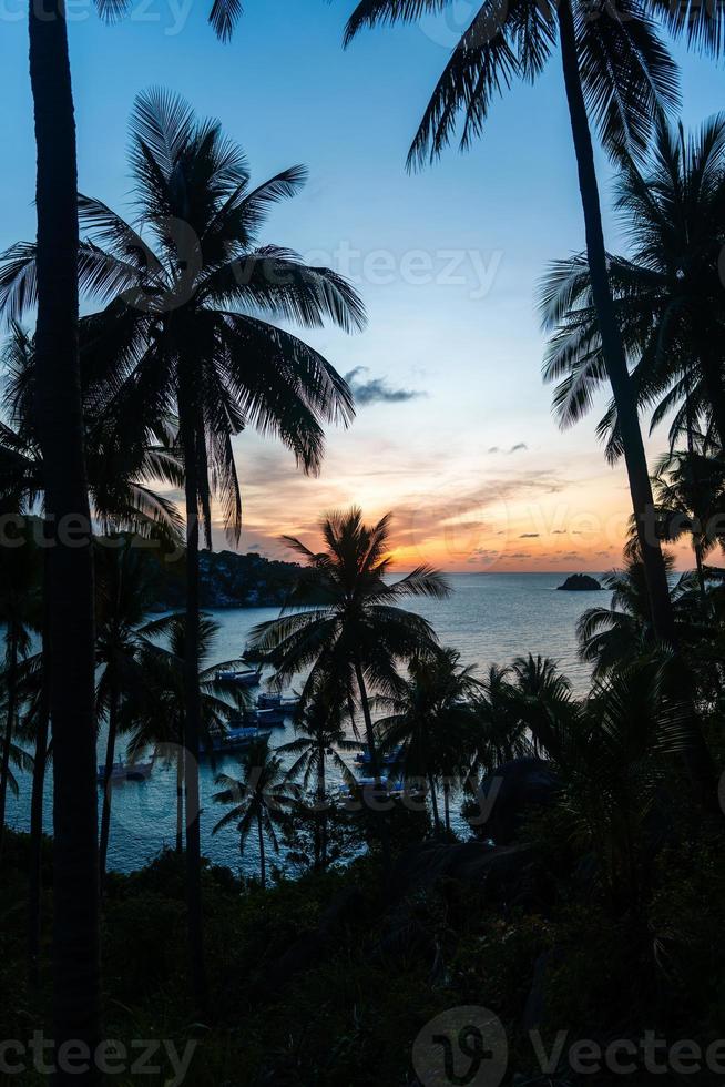 Kokospalmen auf der tropischen Insel im Sommer foto