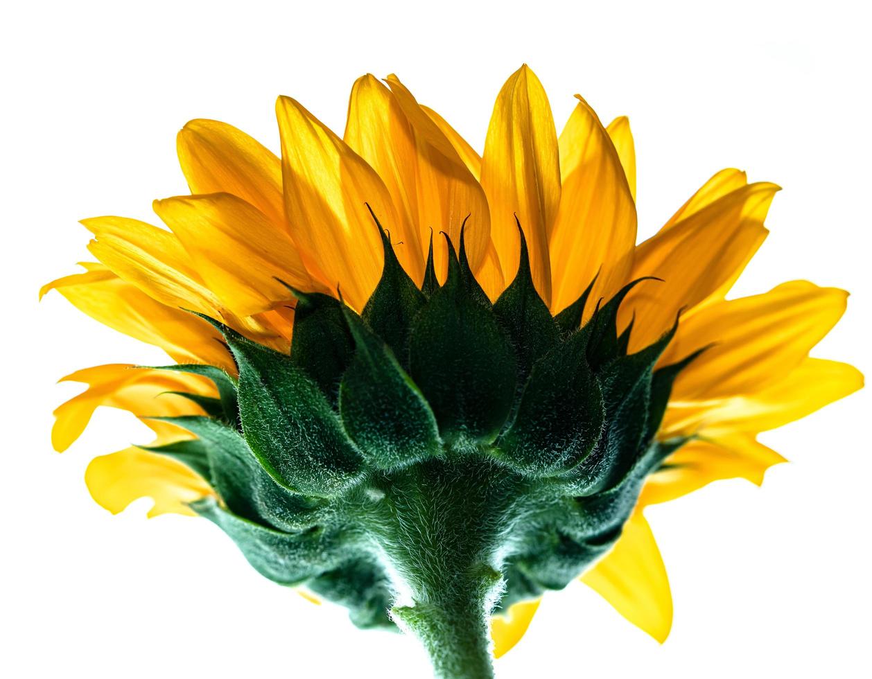 Makroaufnahme der Unterseite einer Sonnenblume foto