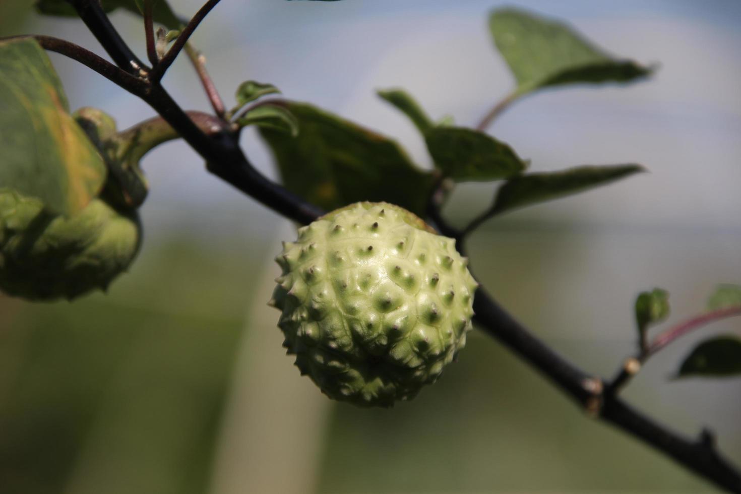 eine grüne Frucht aus grünem Dornapfel und rotbraunem Zweig. ein anderer Name ist Teufelstrompete, Engelstrompete, Höllenglocke, Kaktusklette, Mondblume, Teufelsunkraut, Jamestown-Unkraut. foto