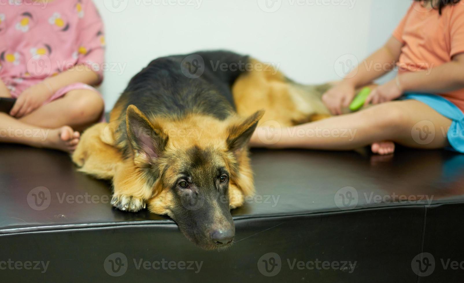 Hund auf Sofa mit Besitzer foto