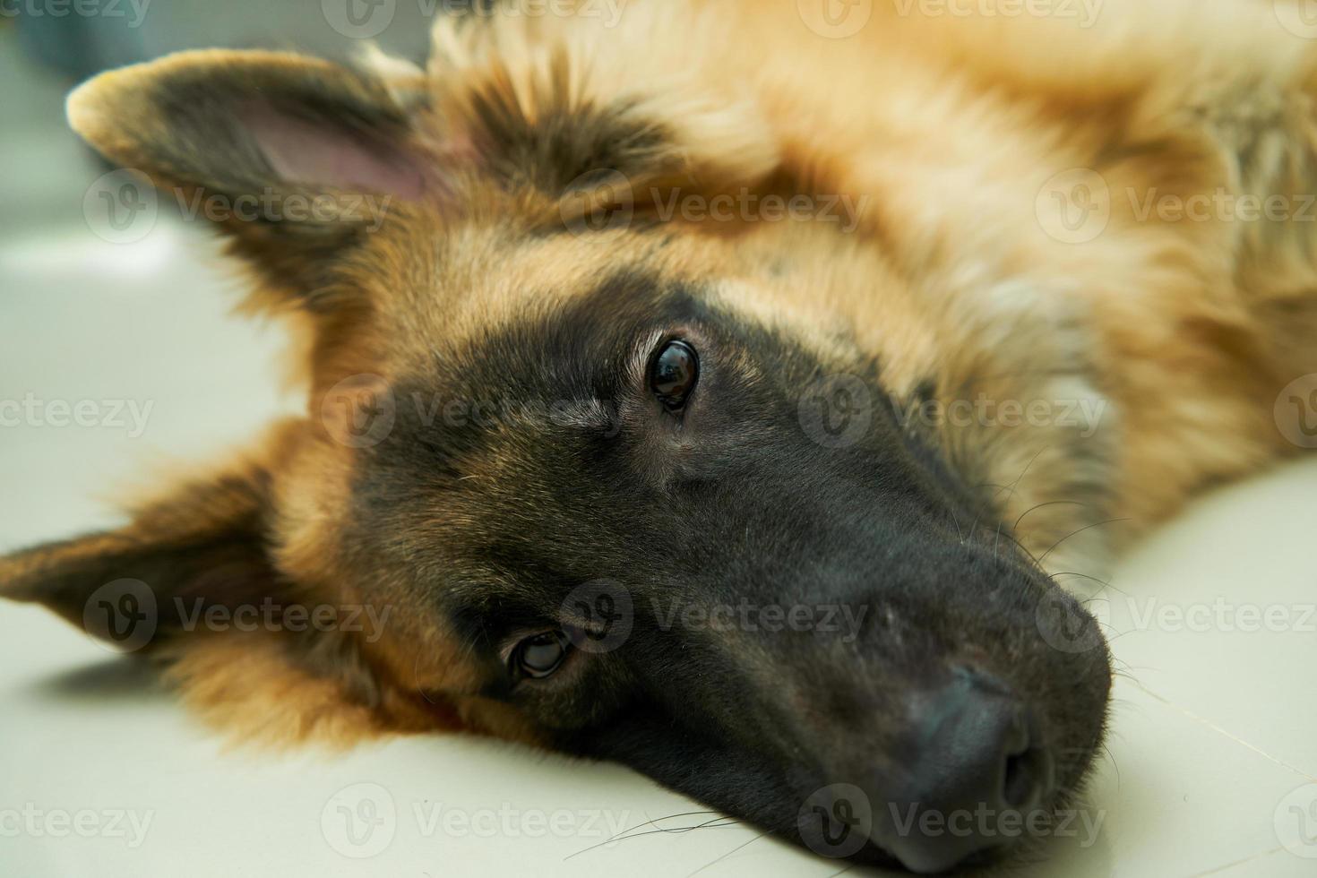 Hund schaut in die Kamera foto