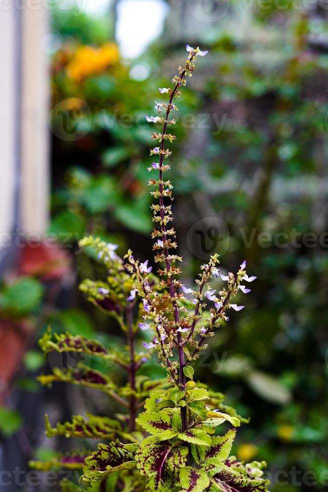 ästhetischer schöner grüner naturhintergrund foto