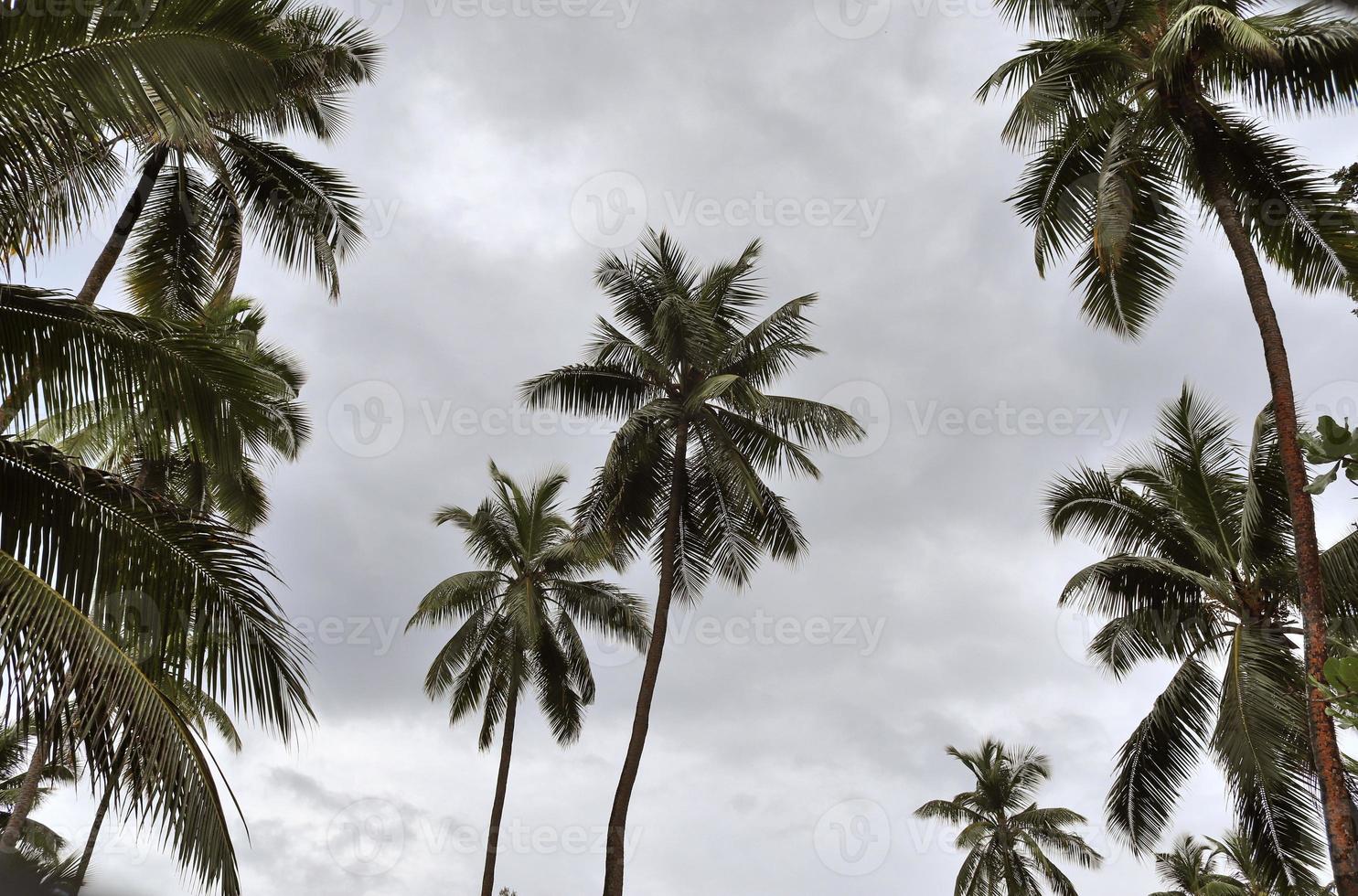 Schöne Palmen am Strand auf den tropischen Paradiesinseln der Seychellen. foto