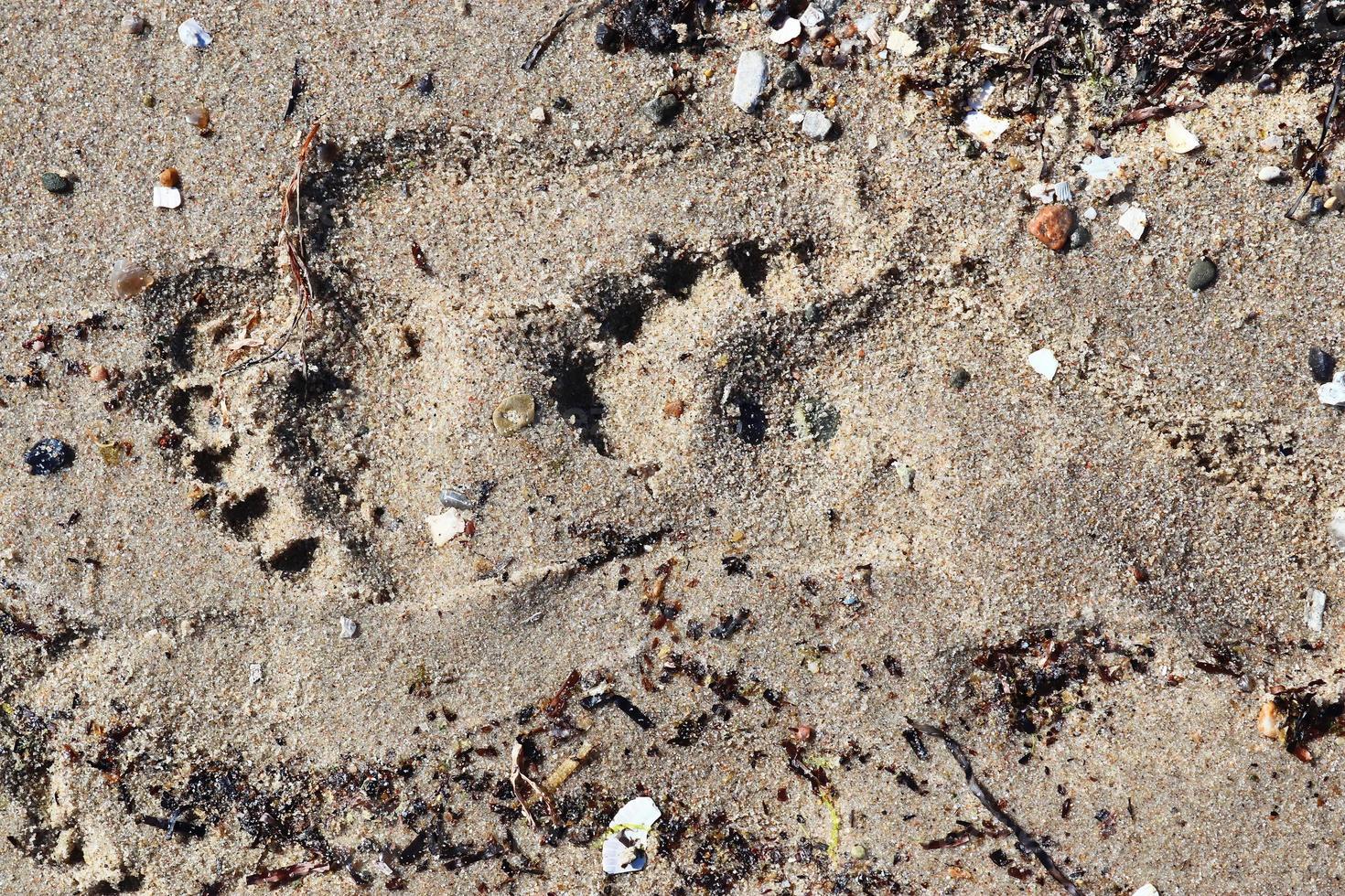 Schöne detaillierte Fußabdrücke im Sand eines Strandes im Sommer. Platz Hintergrund kopieren foto