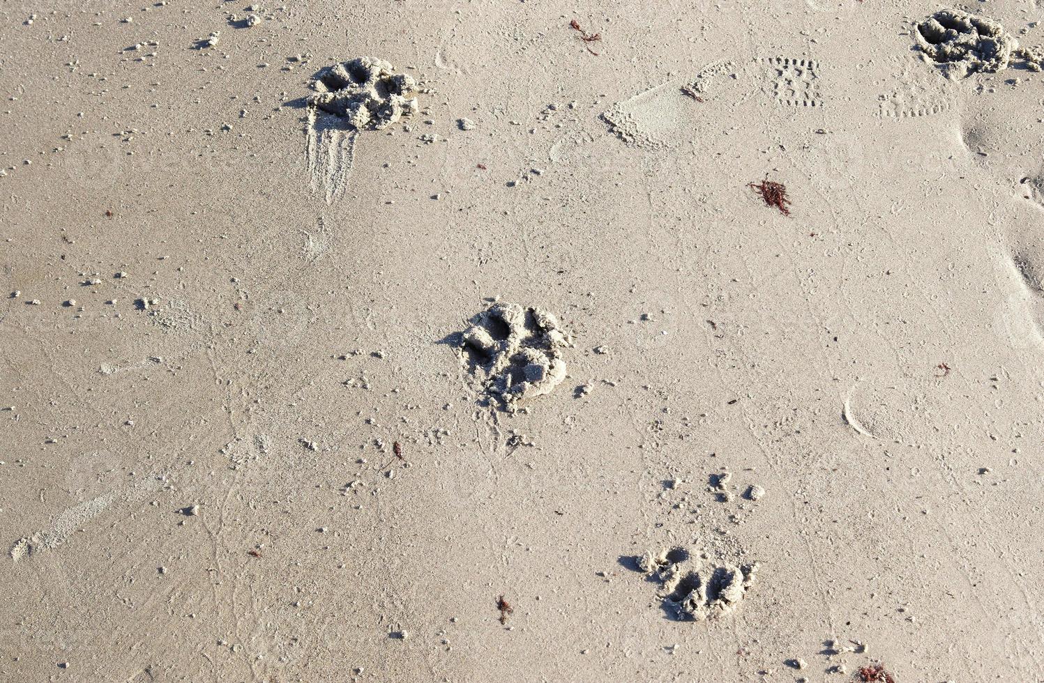 Detaillierte Nahaufnahme auf Sand an einem Strand an der Ostsee foto