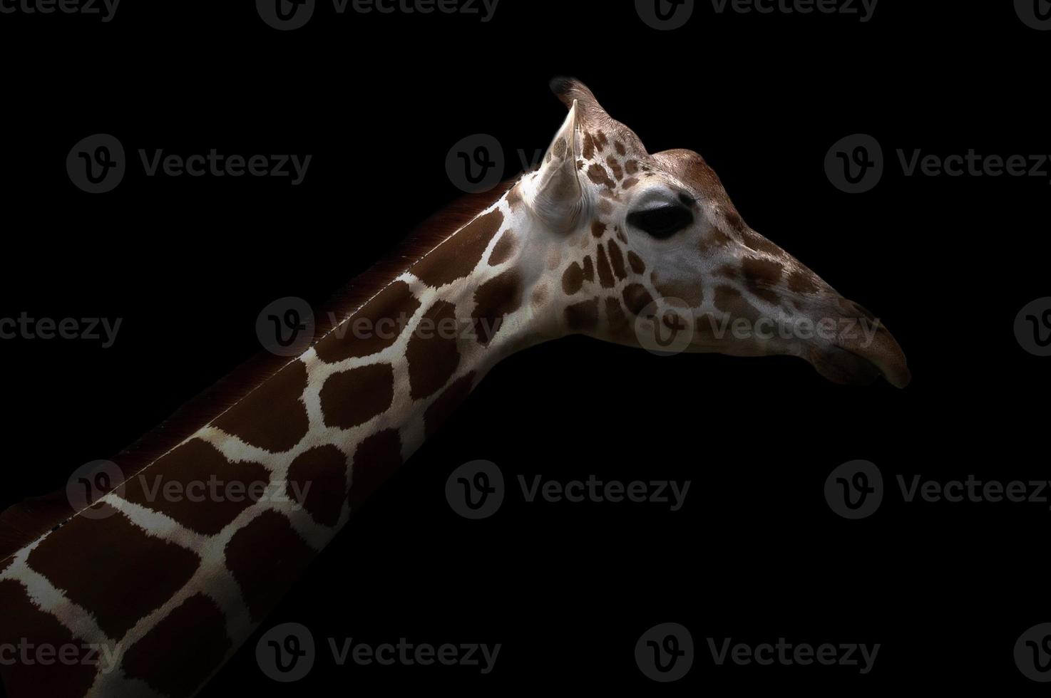 Giraffe versteckt sich im Dunkeln foto