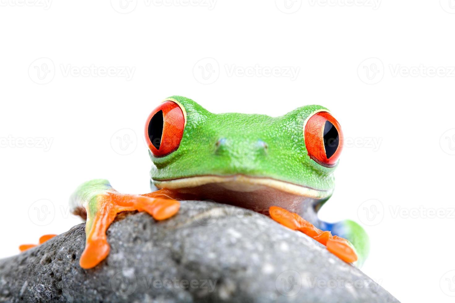 Frosch schaut über Felsen isoliert foto