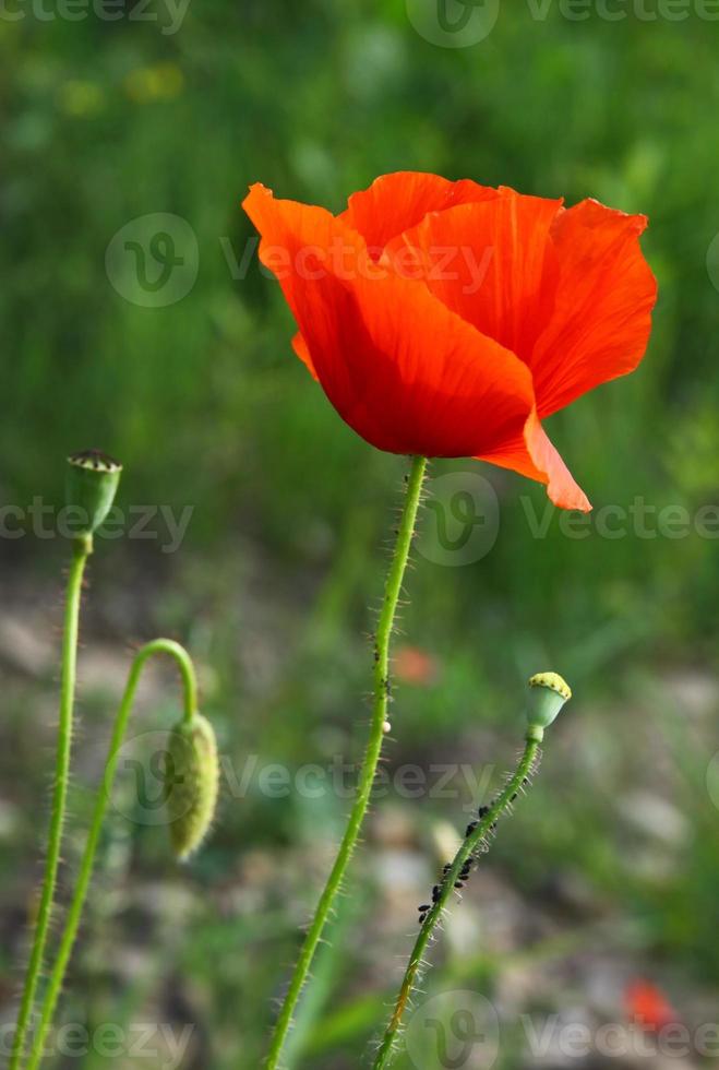 rote Blume der wilden Mohnblume auf Wiese foto
