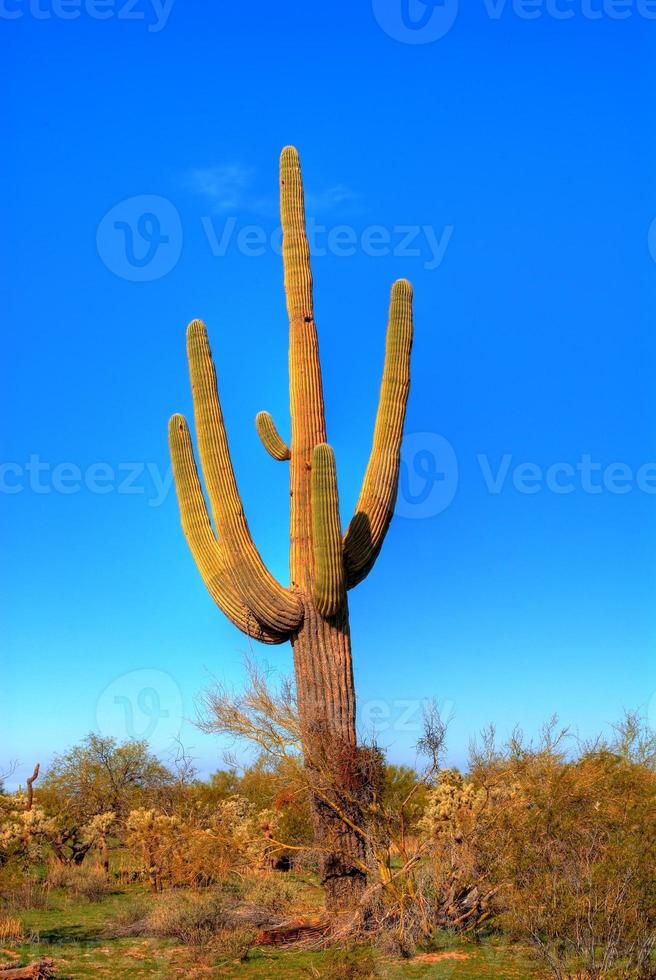 Saguaro kaktus foto