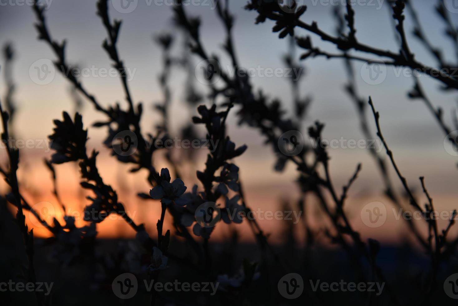 Schwarze Zweige und Blätter der Eberesche auf dem Hintergrund des Sonnenunterganghimmels foto