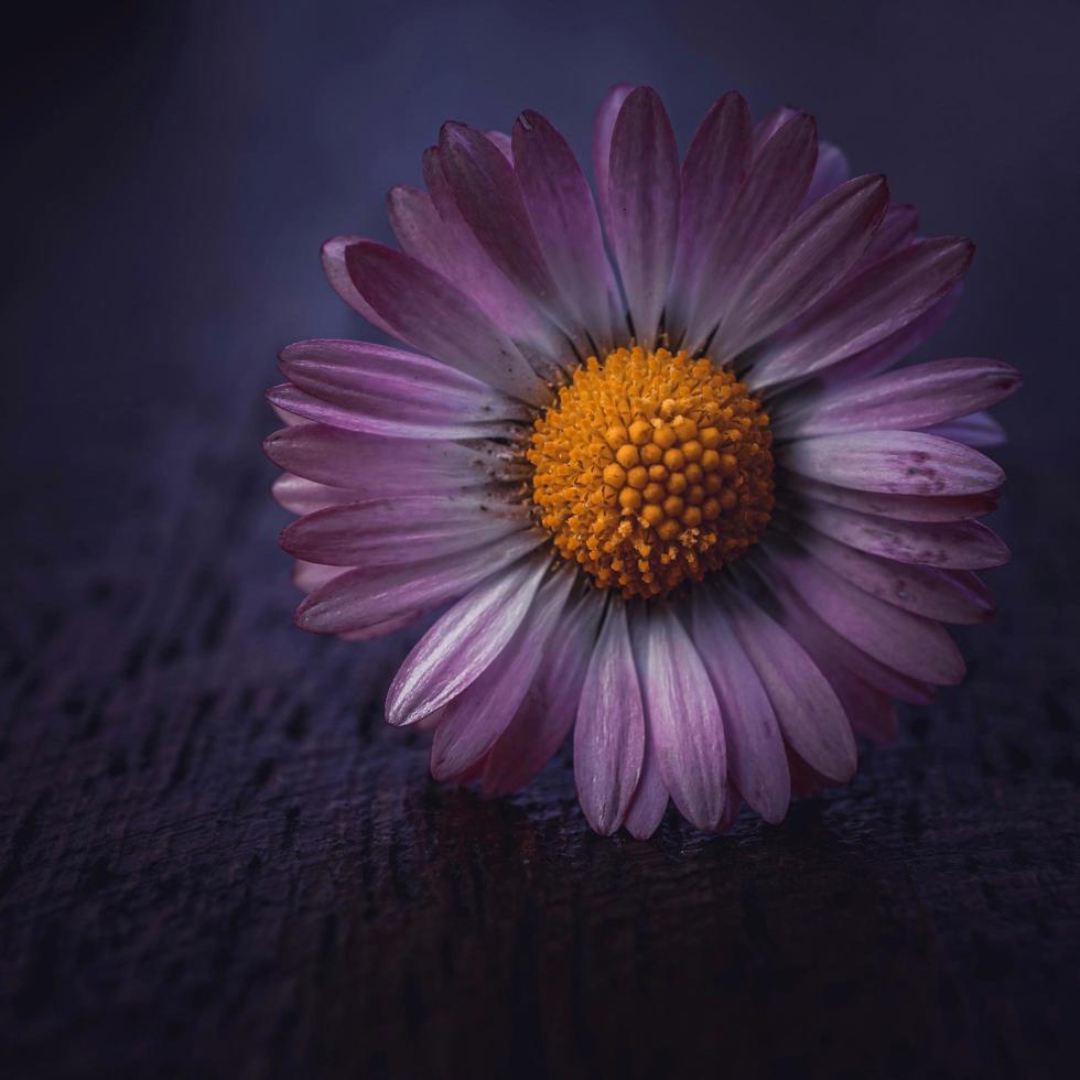 romantische gänseblümchenblume in der frühlingssaison foto