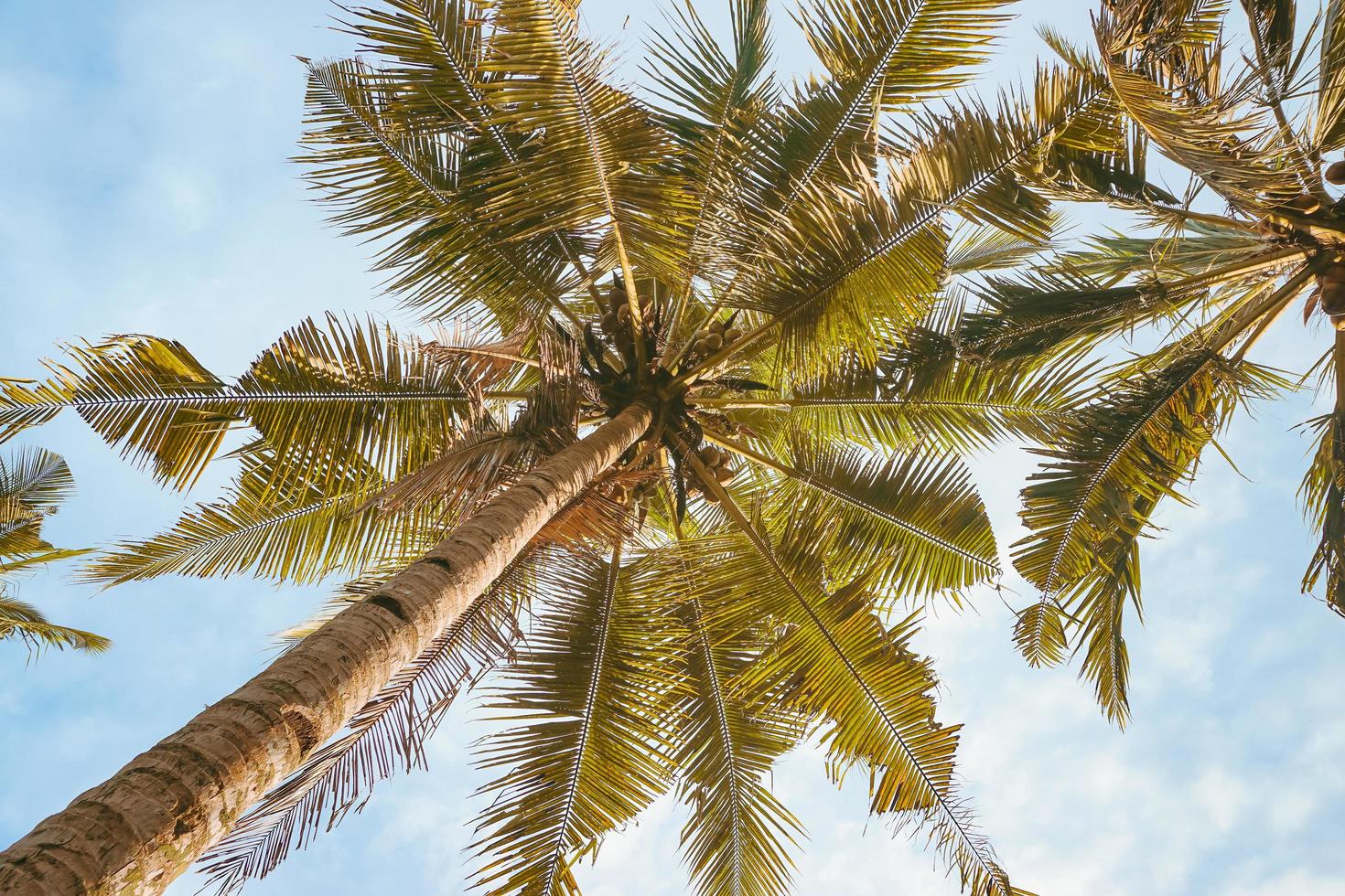 Kokospalmen oder Palmen unter dem blauen Himmel. sommerferien und reisekonzept. kostenloses Foto