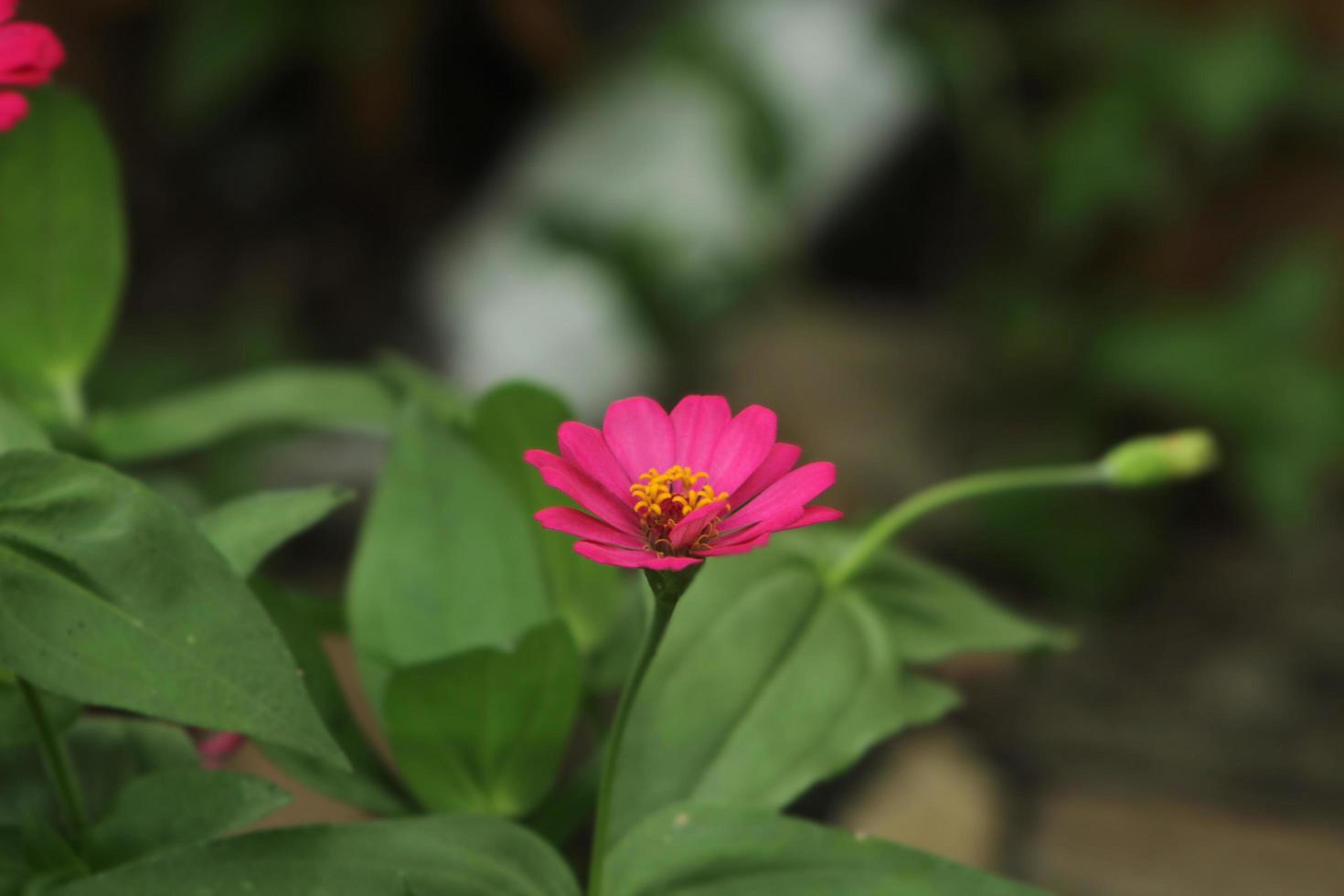 eine rosa Zinnia-Blume foto