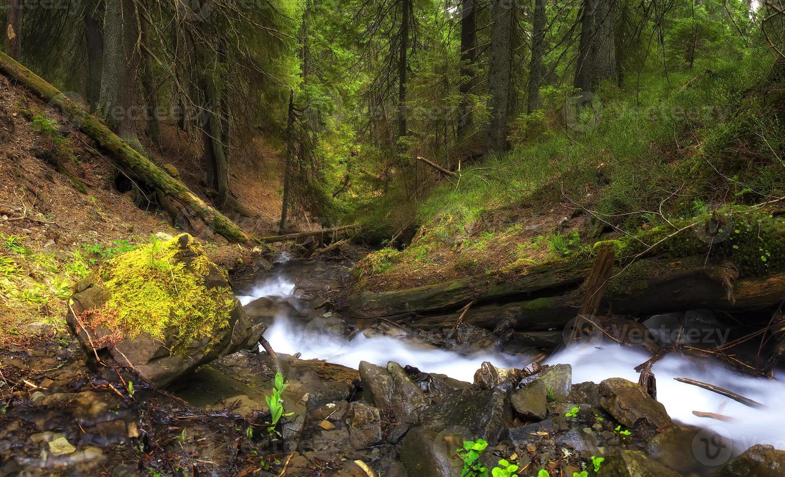 Fluss im Wald foto
