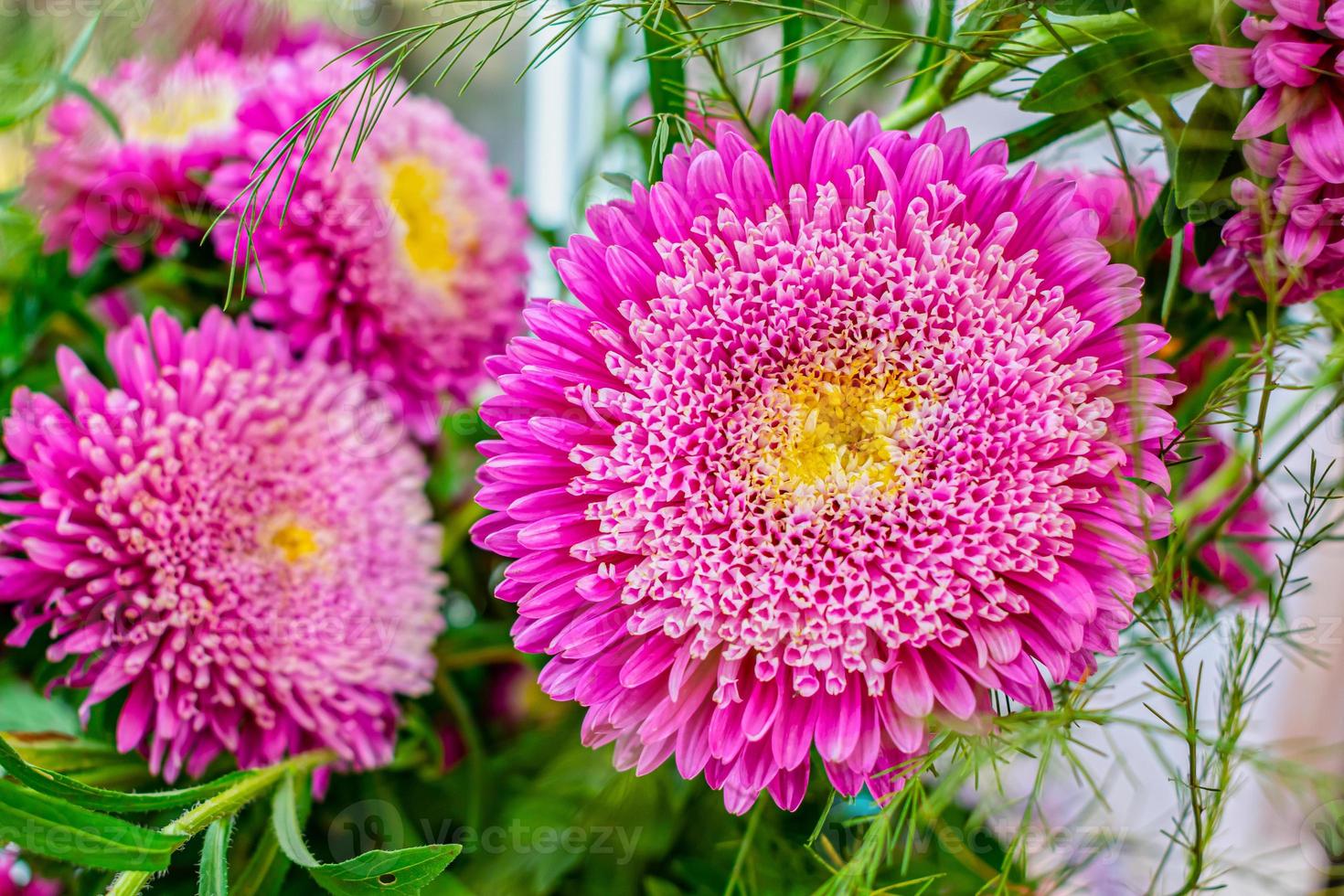 Schöne und helle Gartenaster mit einer üppigen Knospe, Nahaufnahme in einem Blumenladen foto