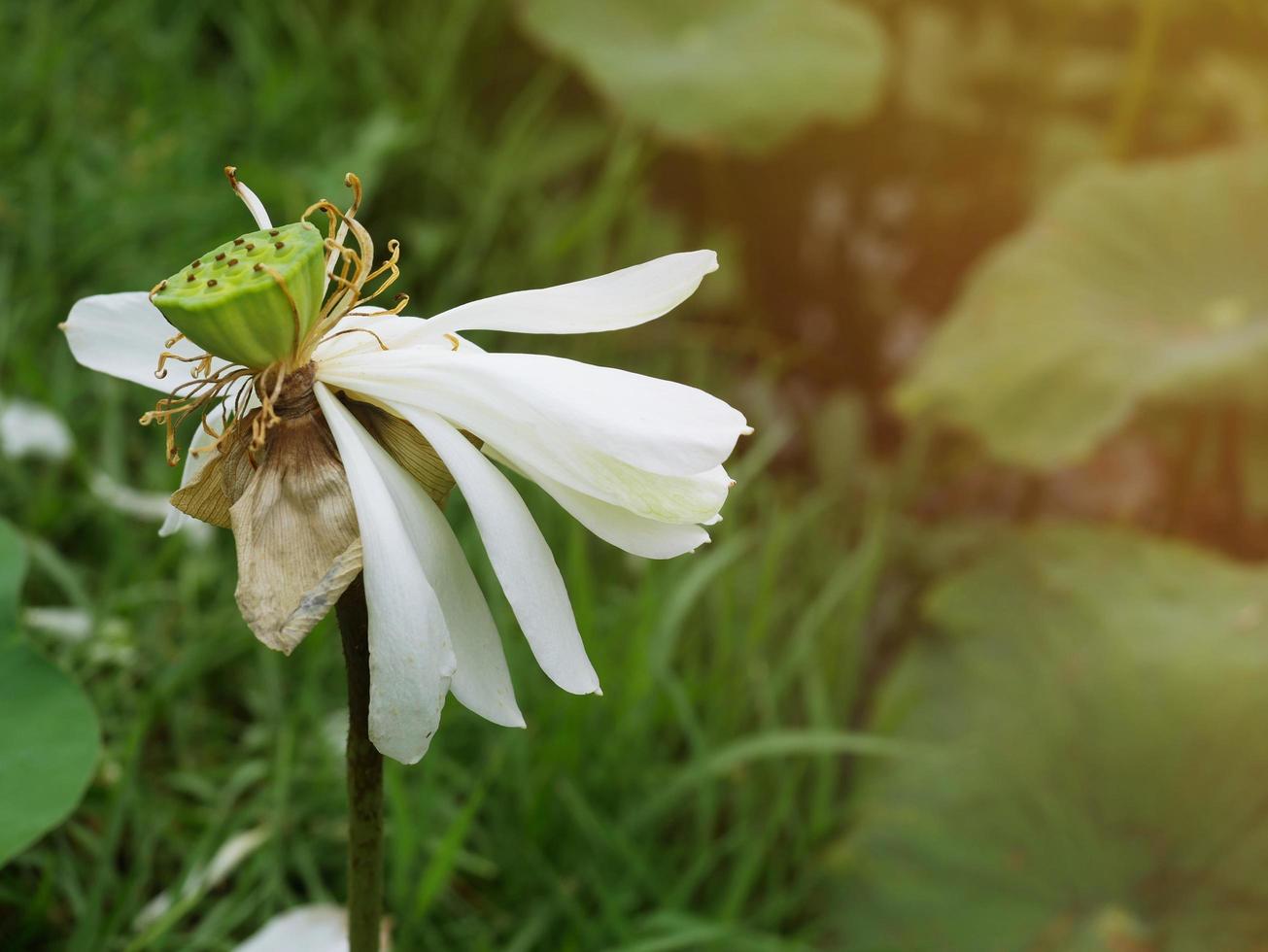 die verwelkenden Lotusblumen zeigten ziemlich viel Sonnenlicht. foto