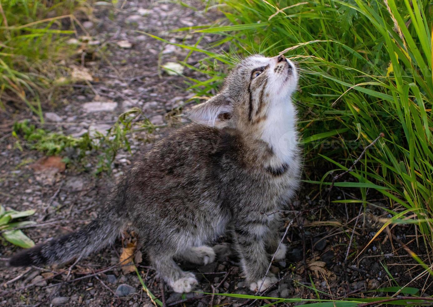 Kleines kunterbuntes Kätzchen schnüffelt am Gras. graue Katze foto