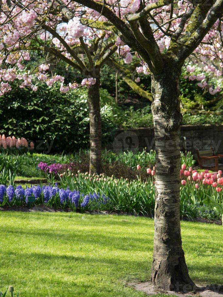 viele tulpen in den niederlanden foto