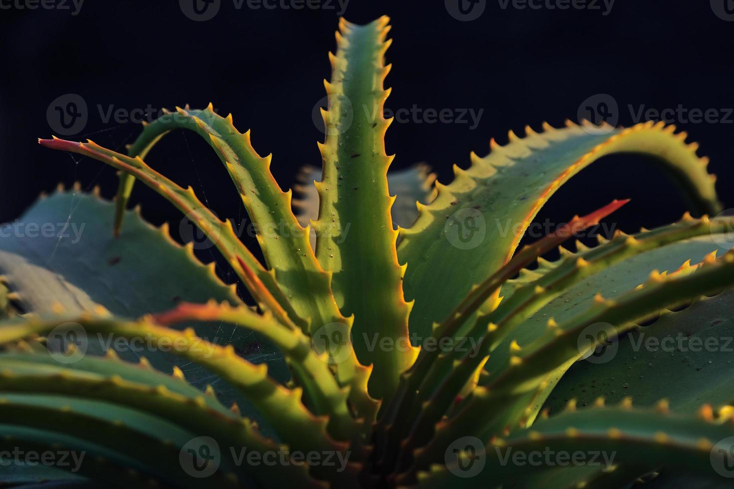 Aloe Vera auf den Kanarischen Inseln auf Lanzarote foto