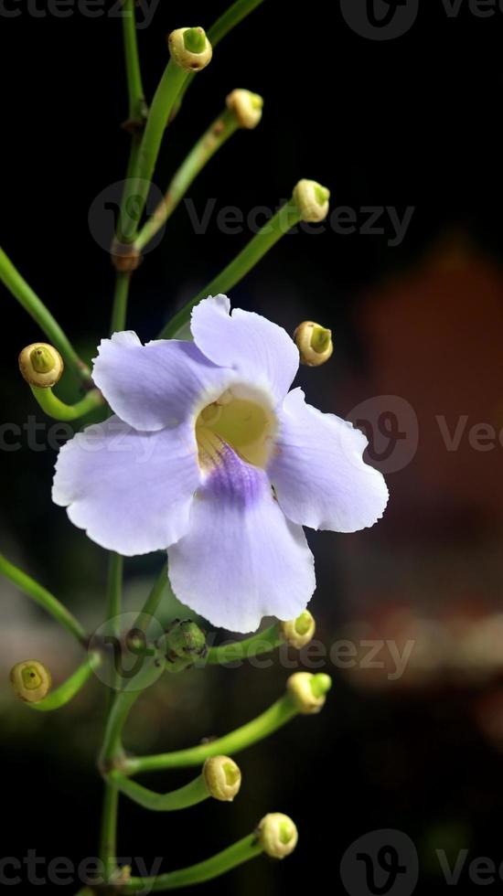 Thunbergia grandiflora ist eine mehrjährige immergrüne Kletterpflanze. bekannt als Bengal Clockvine, Bengal Trompete, Blue Skyflower, Blue Thunbergia, Blue Trompetvine, Clockvine, Skyflower und Skyvine. blaue lila Blume foto