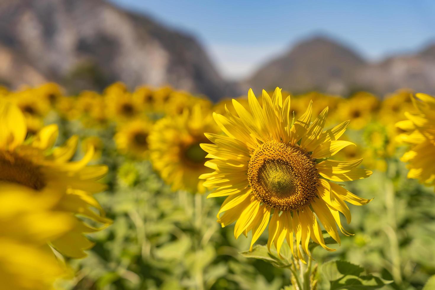 Feld blühender gelber Sonnenblumen in der Sommersaison in Sonnenblumenfarm und anderen Blumen mit einem Berg im Hintergrund foto