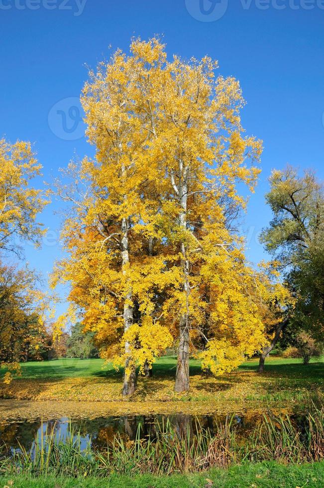 zwei Herbst Espenbaum im Park. foto