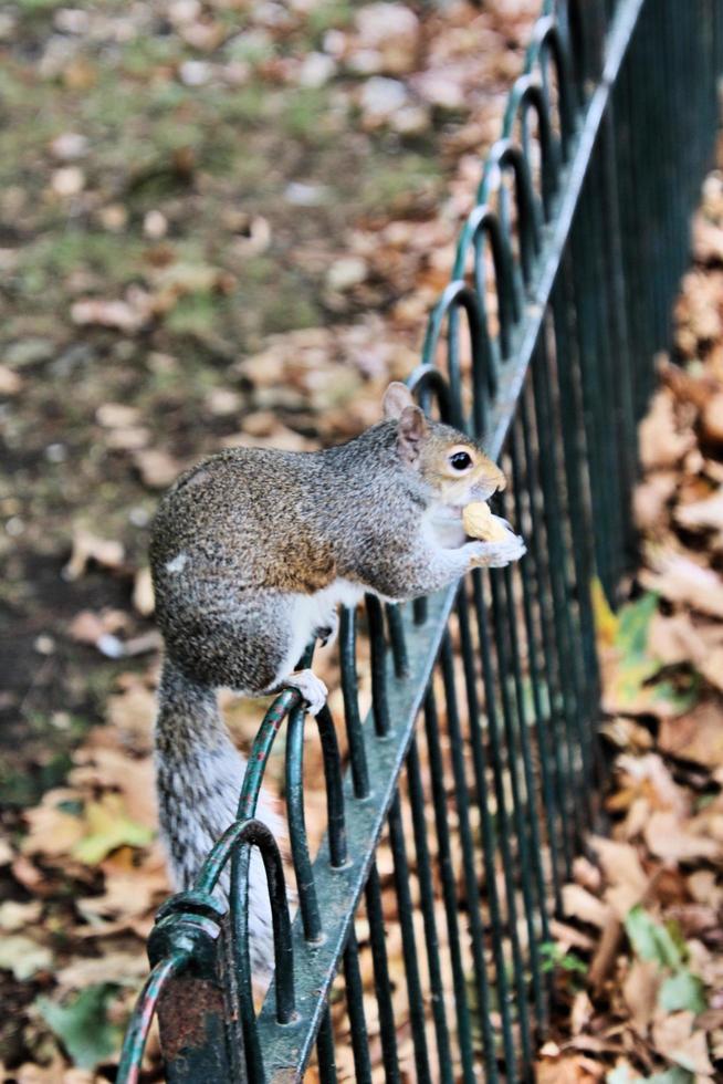 eine Nahaufnahme eines grauen Eichhörnchens foto