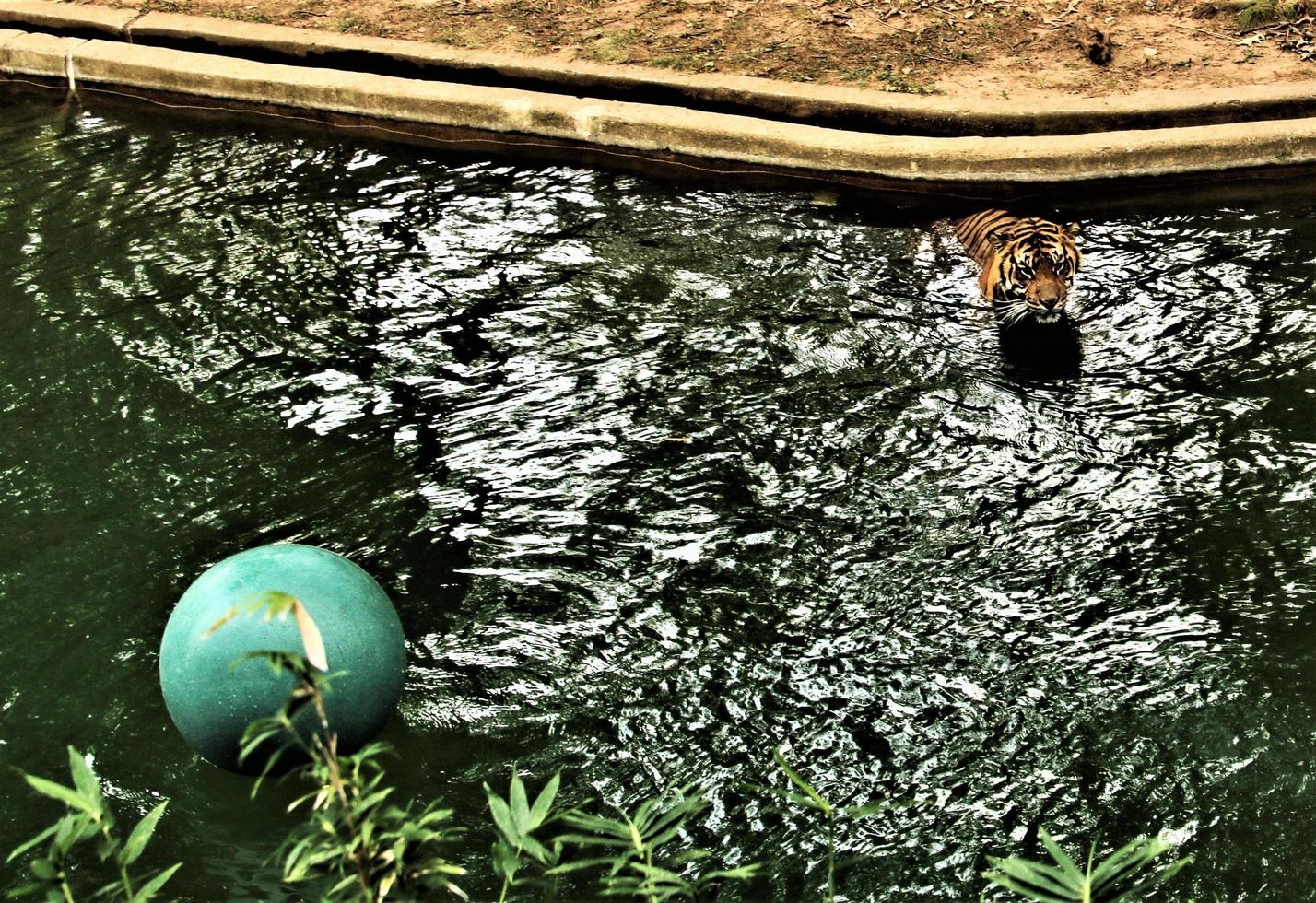 eine Nahaufnahme eines bengalischen Tigers foto