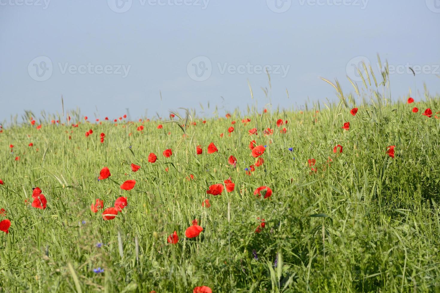 ländliche Landschaft - rote Mohnblumen foto