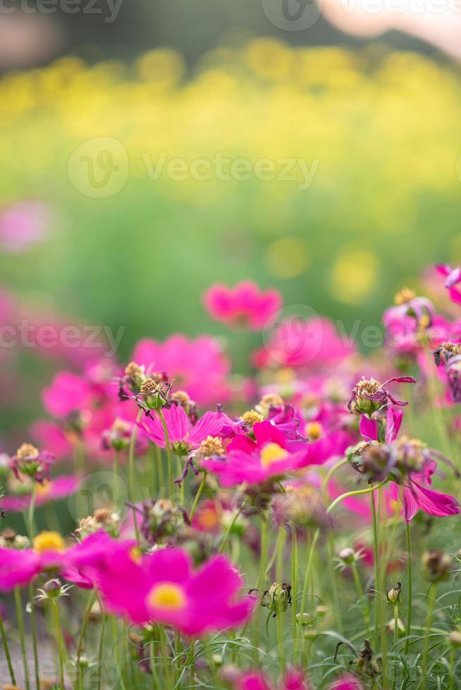 rosa Blumen und grüne Blätter haben schöne grüne Hauptszenen. foto