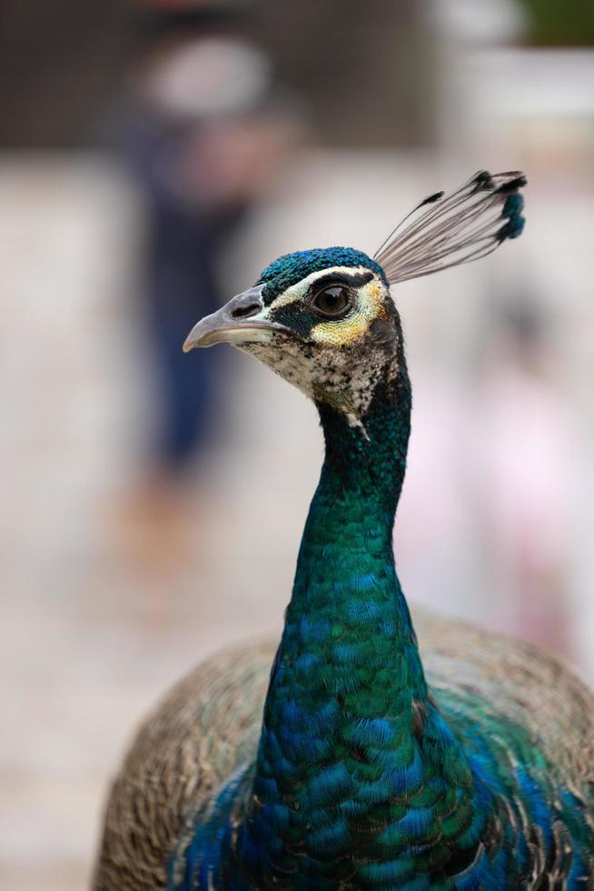 blauer Pfau aus nächster Nähe foto