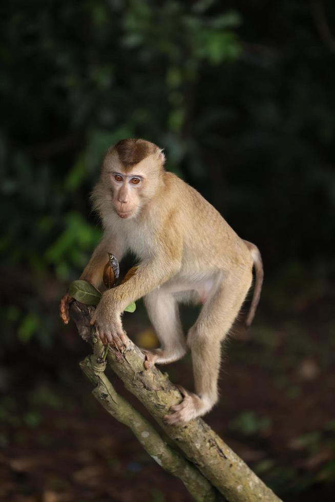 wilde Affen faulenzen und essen auf dem Boden. im khao yai nationalpark, thailand foto