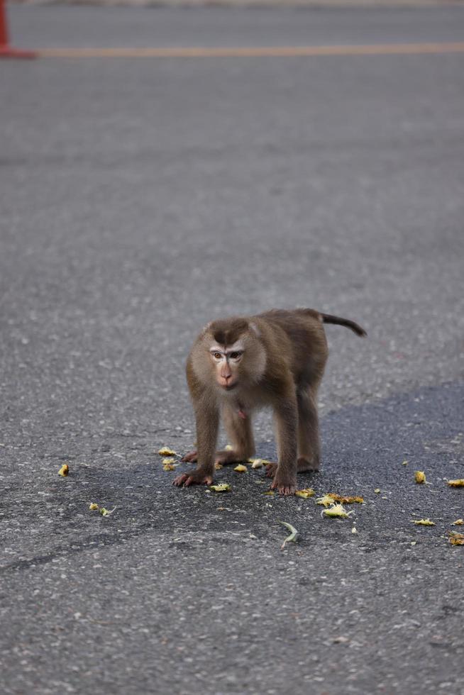 wilde Affen faulenzen und essen auf dem Boden. im khao yai nationalpark, thailand foto