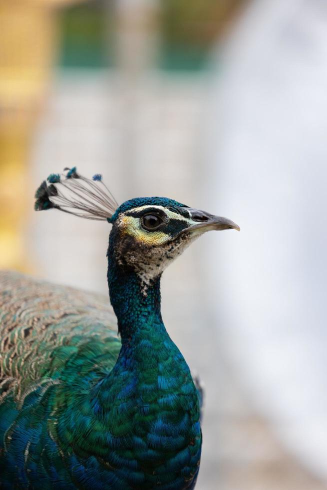 blauer Pfau aus nächster Nähe foto