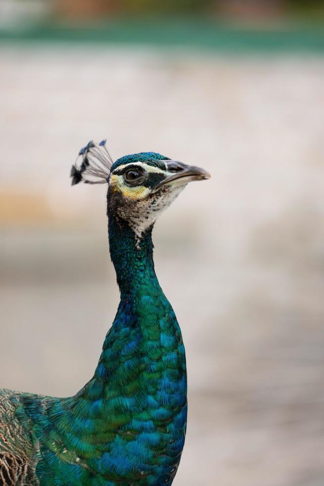 blauer Pfau aus nächster Nähe foto