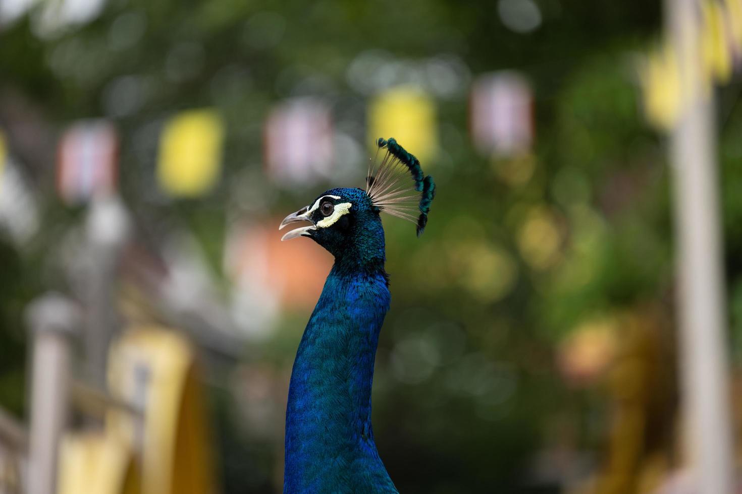 blauer Pfau aus nächster Nähe foto