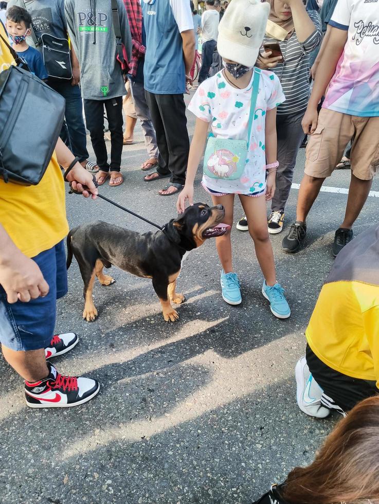 solo - 7. juni 2022 - ein schwarzer jagdhund wird von einem kleinen kind gestreichelt foto