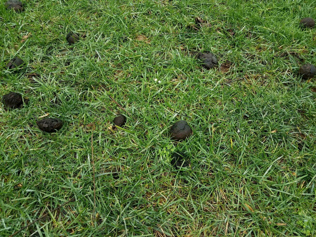 Schwarze Eiche Gallen oder Samenkapseln auf grünem Gras foto