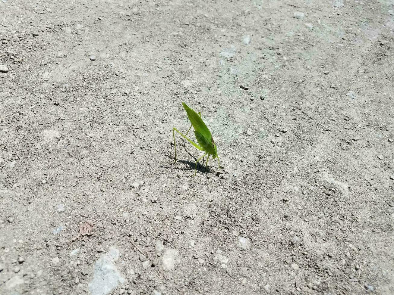 grünes blattförmiges insekt auf dem boden foto