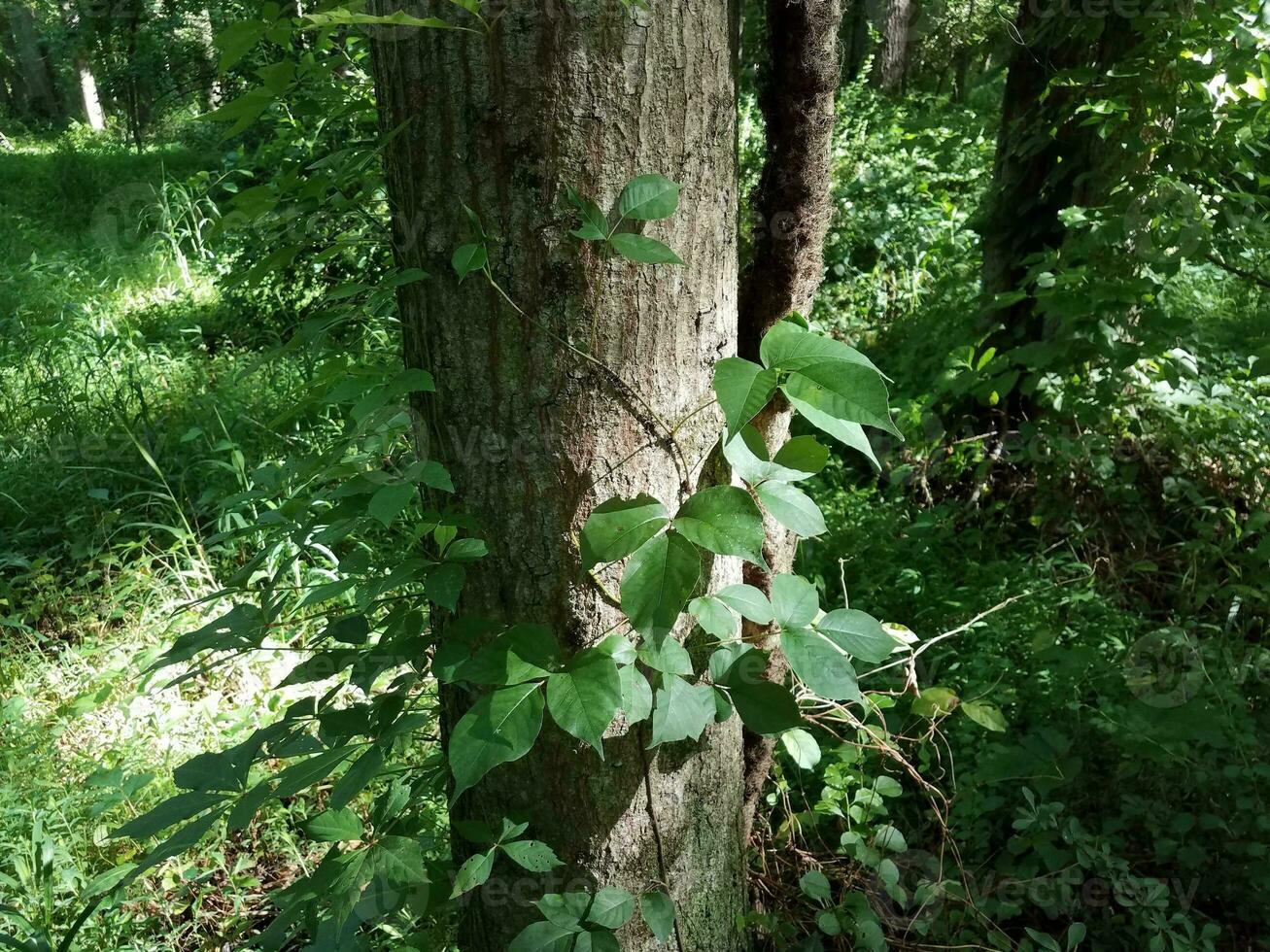 Efeu wächst am Baumstamm foto