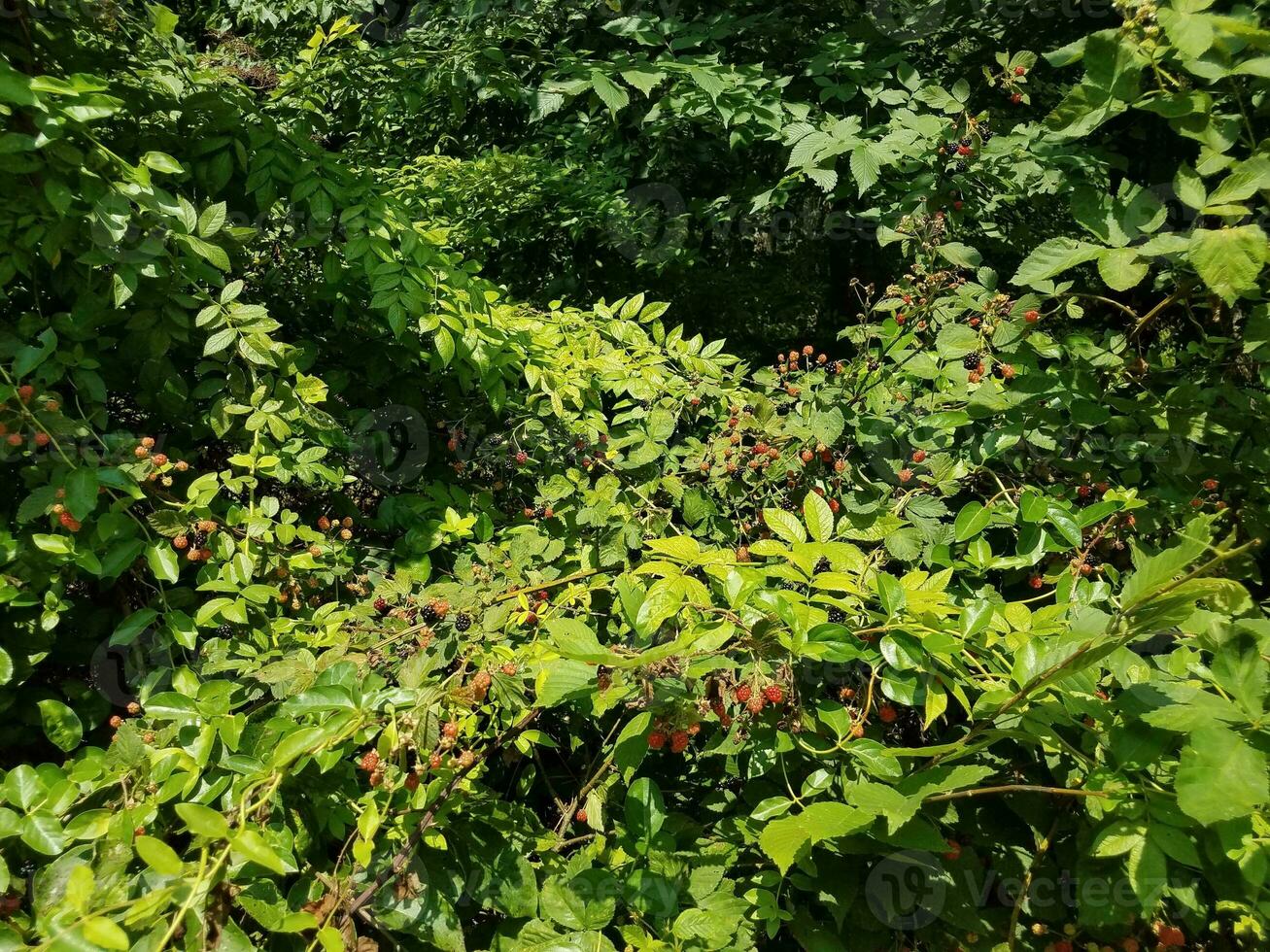 rote und schwarze Brombeeren und grüne Blätter foto