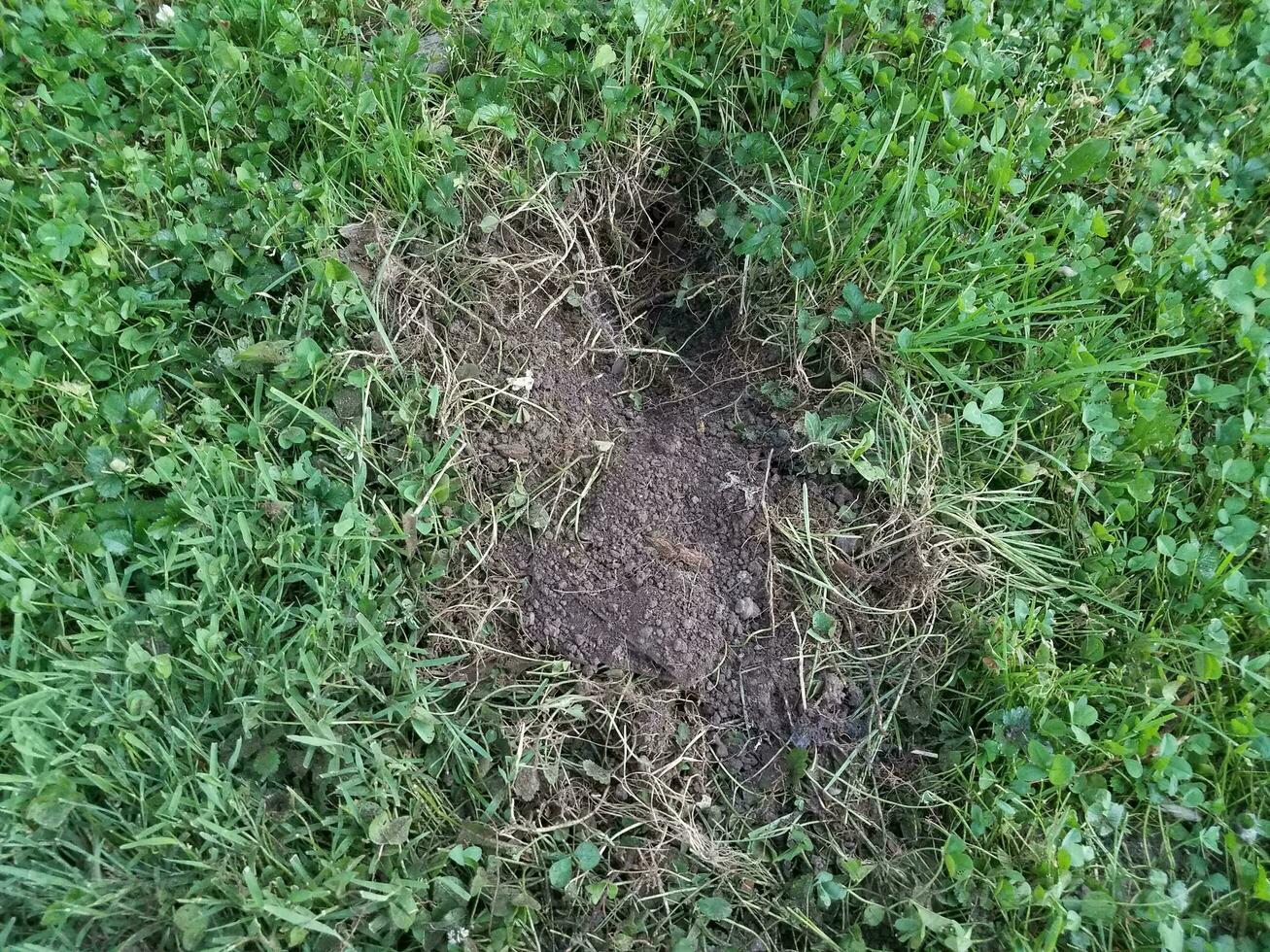 Großes Loch, das von einem Tier ins Gras gegraben wurde foto