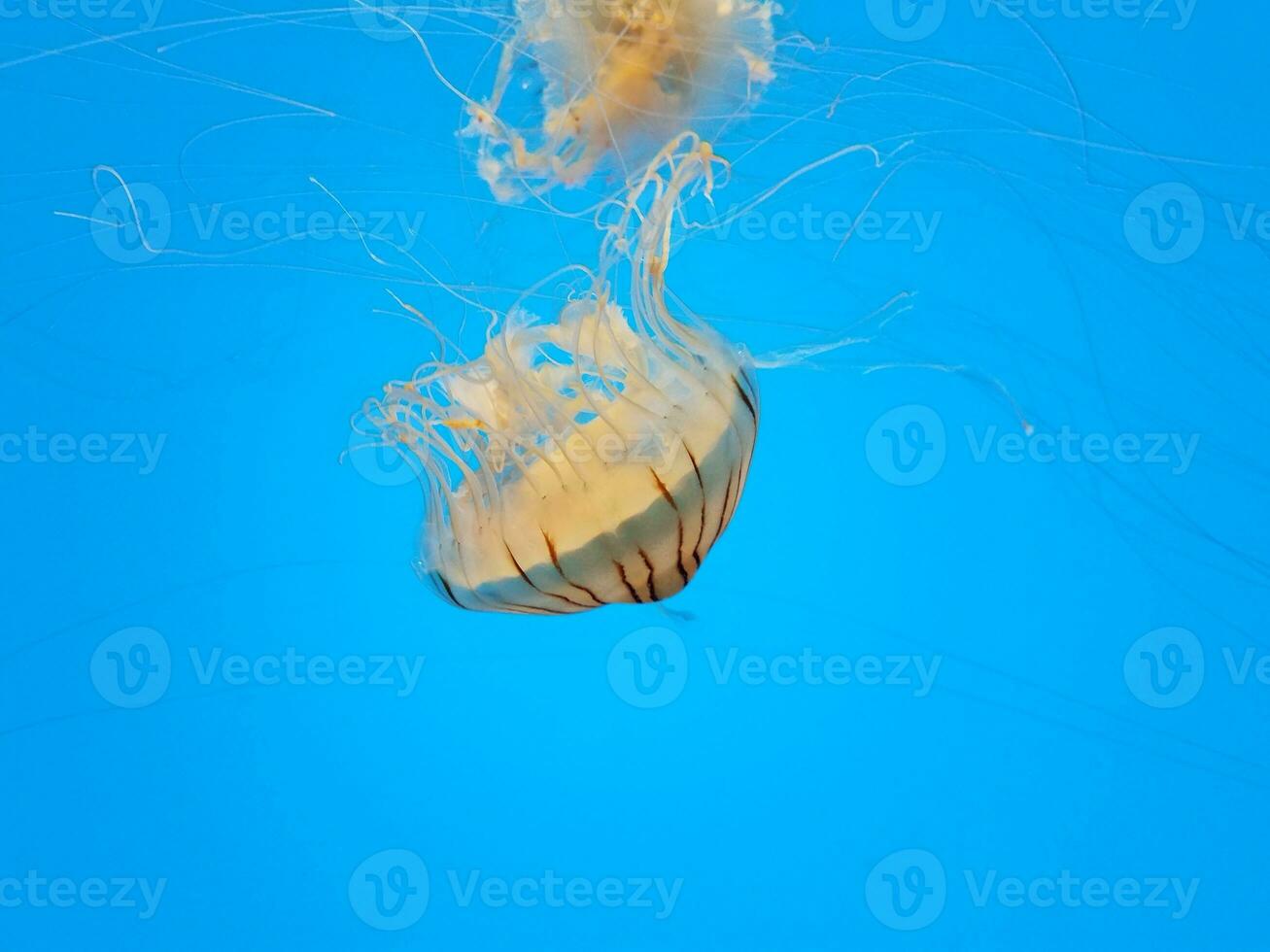 Qualle mit Tentakeln, die im Wasser schwimmen oder schwimmen foto