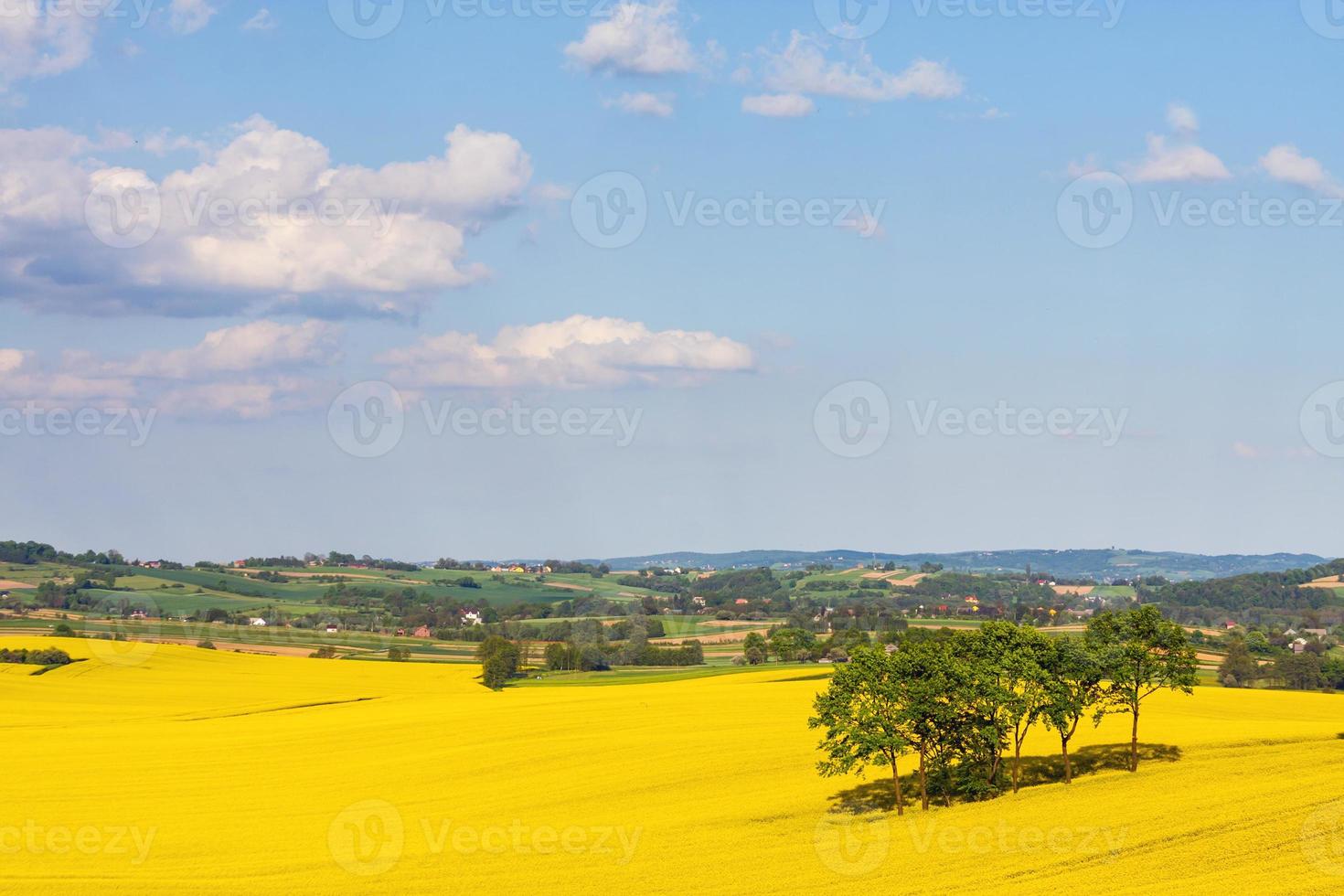 Landschaft mit gelbem Rapsfeld foto