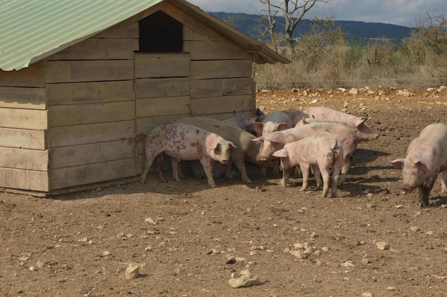 Schweine in ihrer Umgebung foto