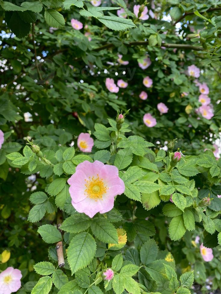 blühende Wildrose foto