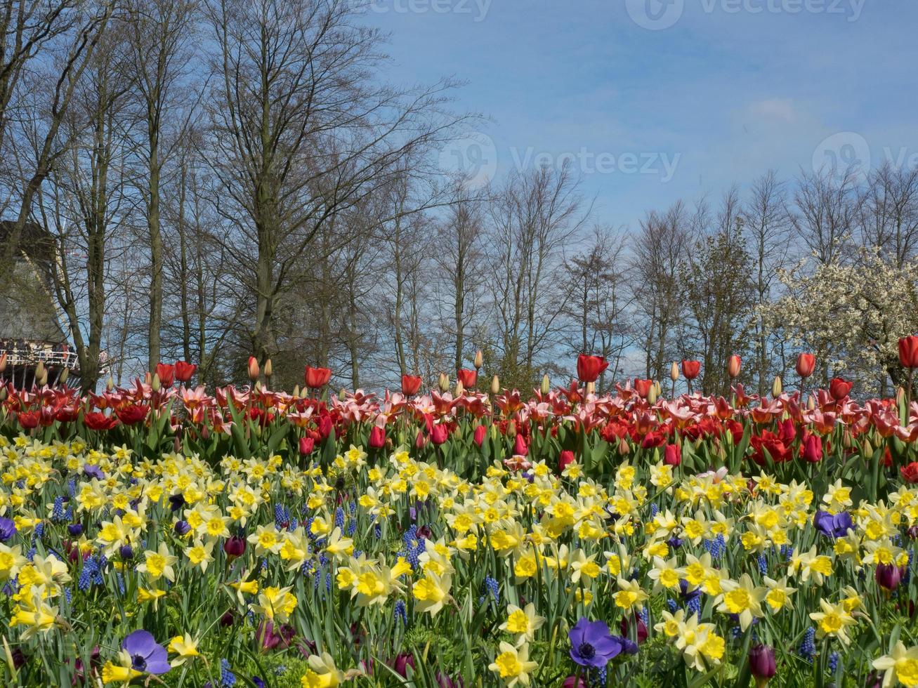 Tulpen in den Niederlanden foto